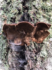 Porodaedalea