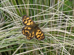 Heteronympha cordace