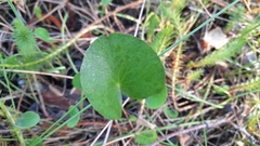 Centella cordifolia
