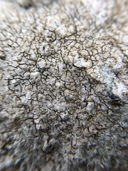 Pertusaria plittiana
