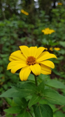 Heliopsis buphthalmoides