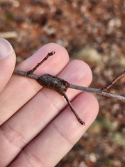 Malacosoma americana