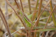 Conocephalus bilineatus