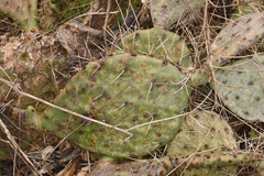 Opuntia gilvescens × macrorhiza