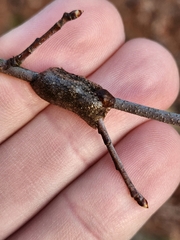 Malacosoma americana