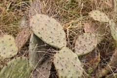 Opuntia gilvescens × macrorhiza