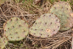 Opuntia gilvescens × macrorhiza