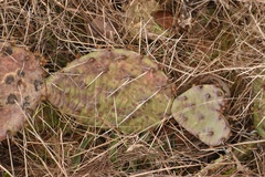 Opuntia gilvescens × macrorhiza
