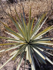 Yucca rigida