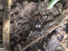 Euryopis funebris