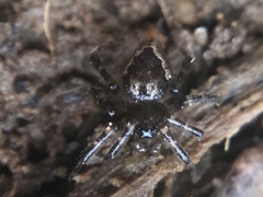 Euryopis funebris