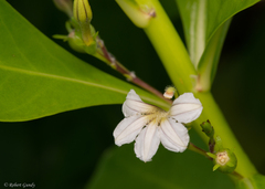 Scaevola taccada