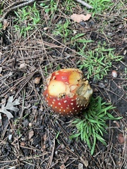Amanita