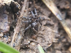 Euryopis funebris