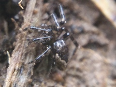 Euryopis funebris