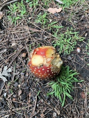 Amanita