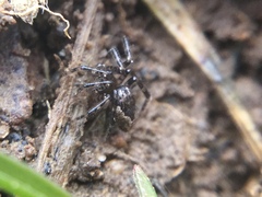 Euryopis funebris