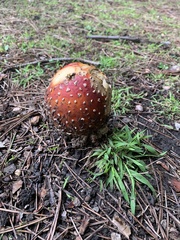 Amanita
