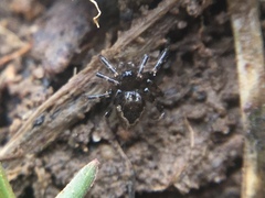 Euryopis funebris