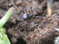 Euryopis funebris
