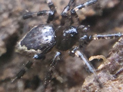 Euryopis funebris