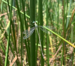 Lestes uncifer