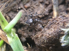 Euryopis funebris