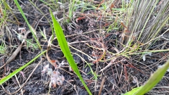 Eryngium vesiculosum
