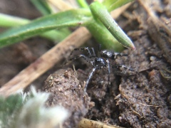 Euryopis funebris