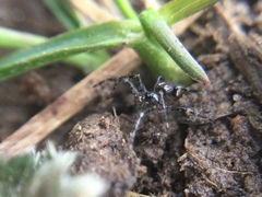 Euryopis funebris