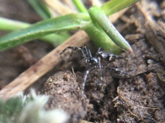 Euryopis funebris