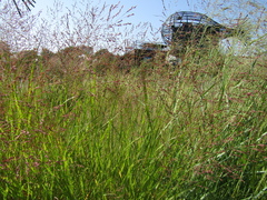 Panicum virgatum