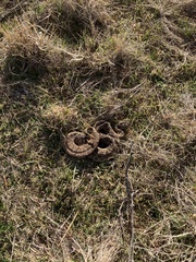 Sistrurus tergeminus