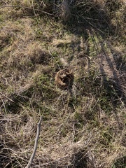 Sistrurus tergeminus