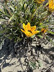 Gazania linearis
