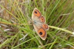 Argyrophenga antipodum