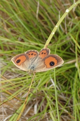 Argyrophenga antipodum