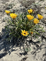 Gazania linearis