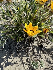 Gazania linearis
