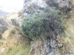 Helichrysum intermedium