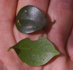 Cryptocarya williwilliana