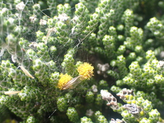 Helichrysum intermedium