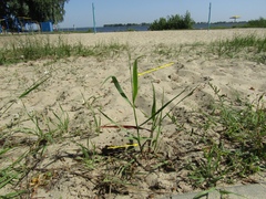 Panicum virgatum