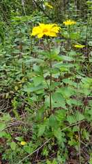 Heliopsis buphthalmoides