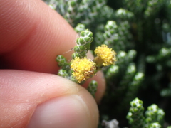 Helichrysum intermedium