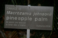 Macrozamia johnsonii