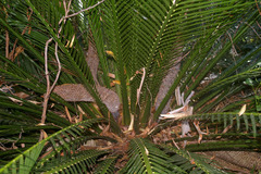 Macrozamia johnsonii