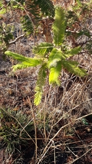 Vachellia macracantha