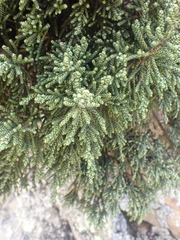 Helichrysum intermedium