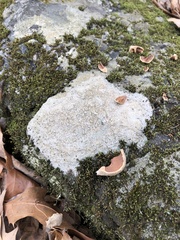 Pertusaria plittiana